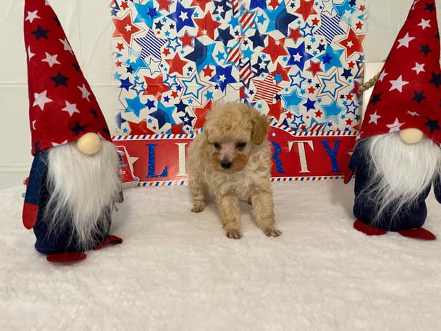 Toy Poodle Puppies media 8