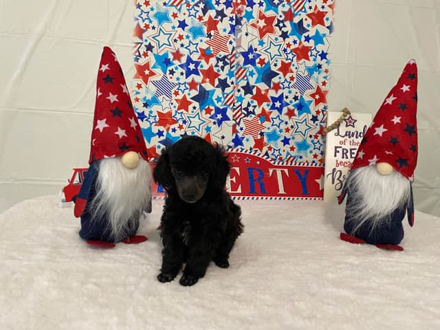 Toy Poodle Puppies media 10