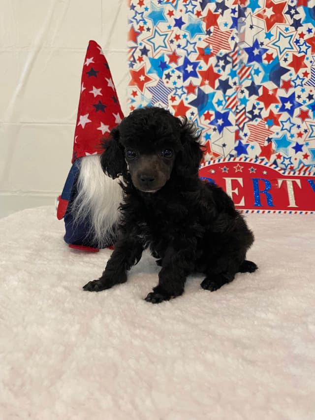 Toy Poodle Puppies media 11