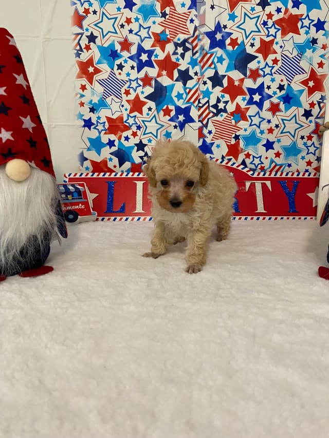 Toy Poodle Puppies media 12