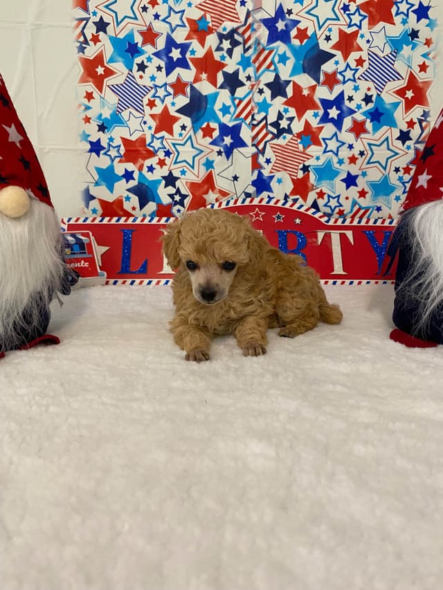Toy Poodle Puppies media 13