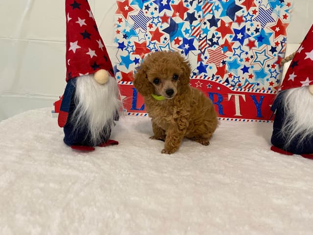 Toy Poodle Puppies media 9