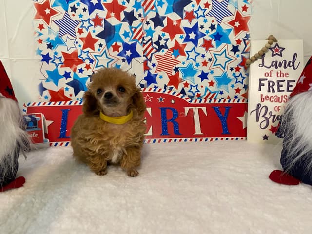 Toy Poodle Puppies media 3