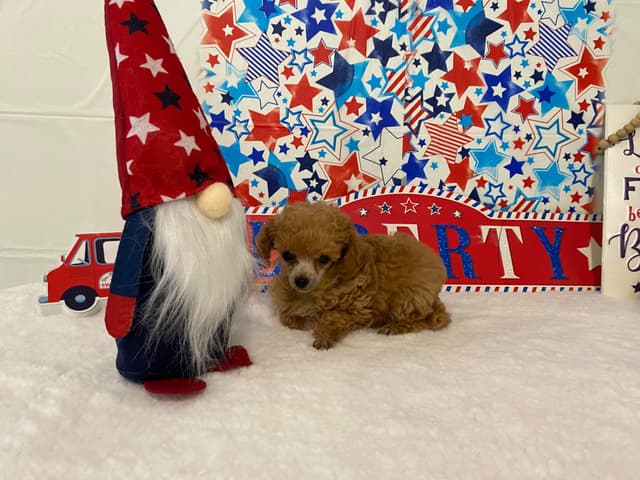 Toy Poodle Puppies media 14