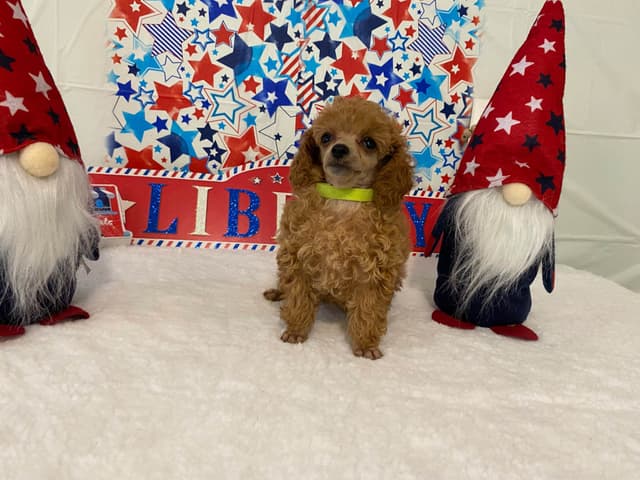 Toy Poodle Puppies media 6