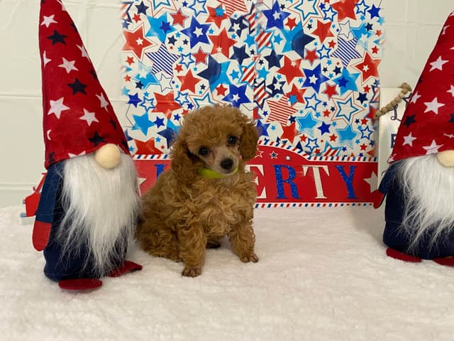 Toy Poodle Puppies media 5
