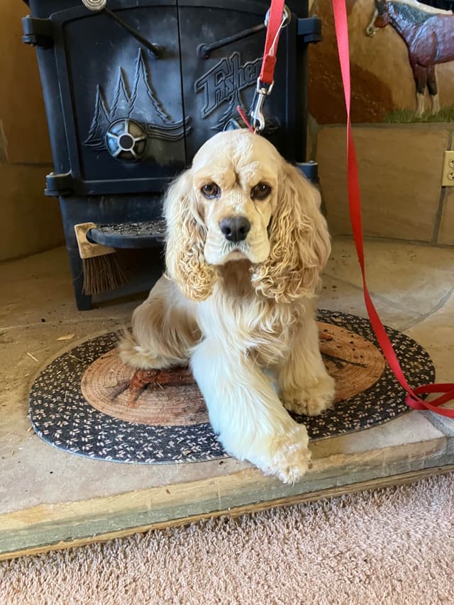 Cocker Spaniel Puppies media 2