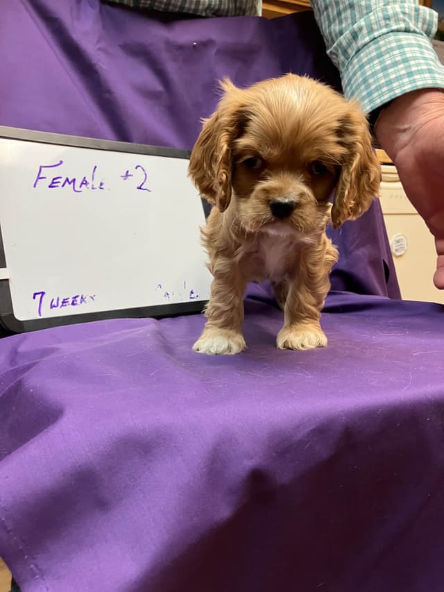 Cocker Spaniel Puppies media 3