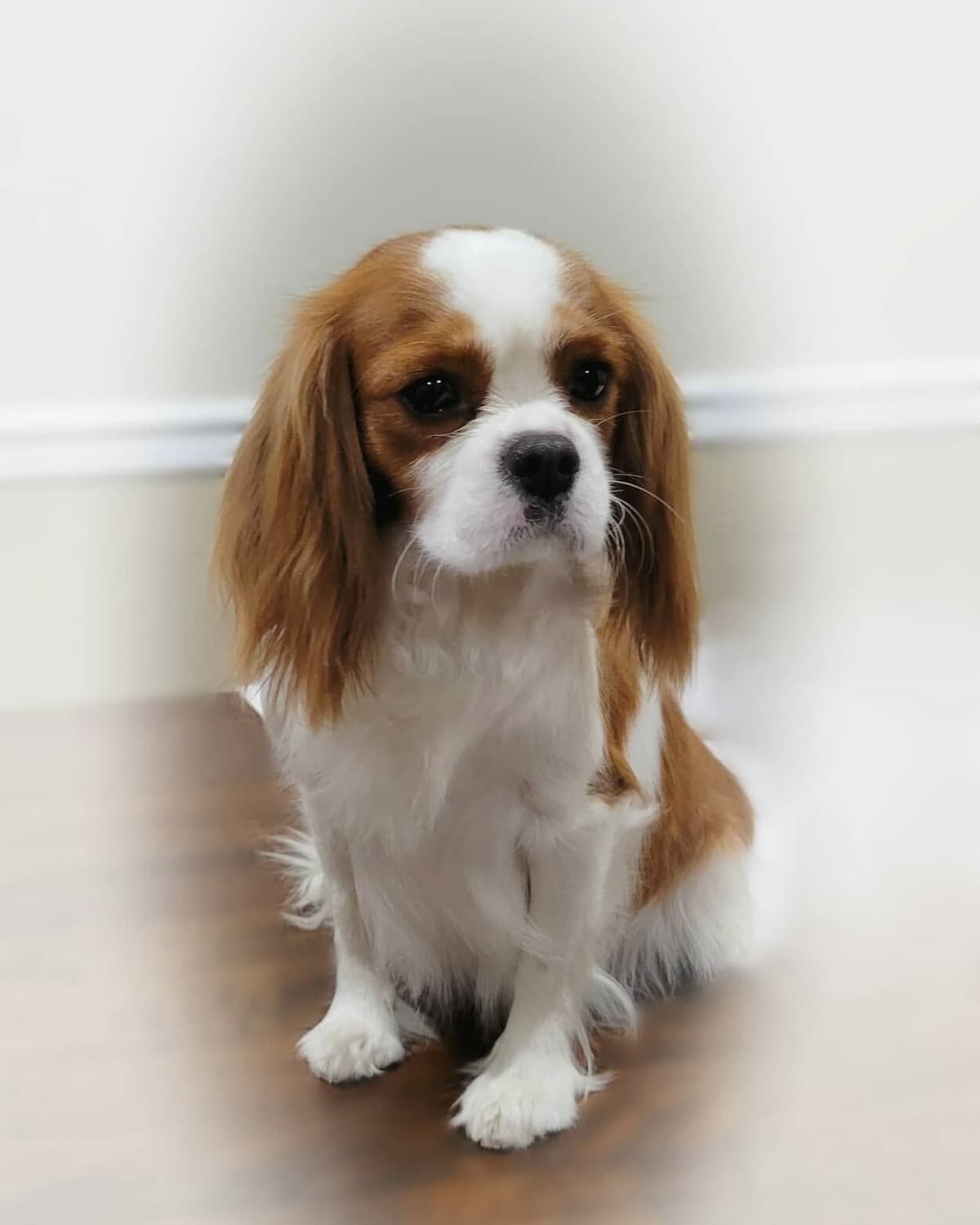 Casa de Cavaliers CKCS puppies breeder image 6