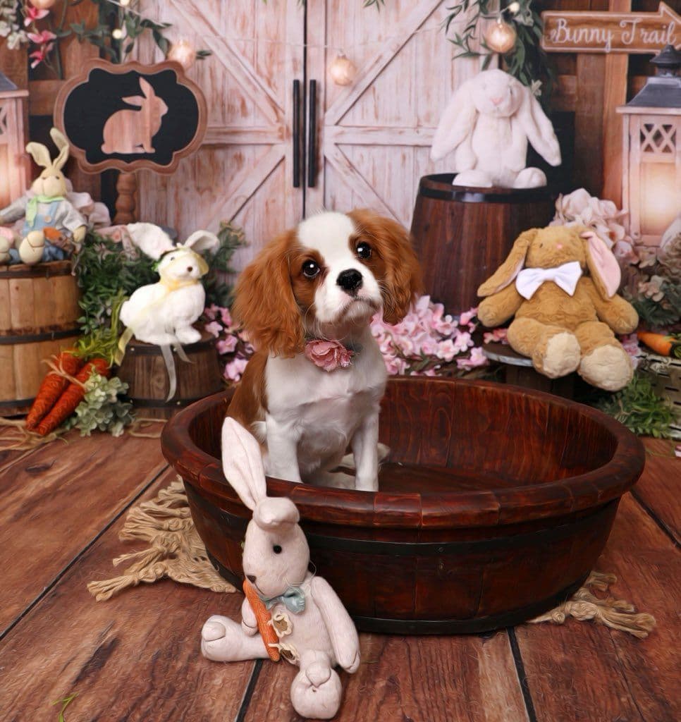 Casa de Cavaliers CKCS puppies breeder image 1