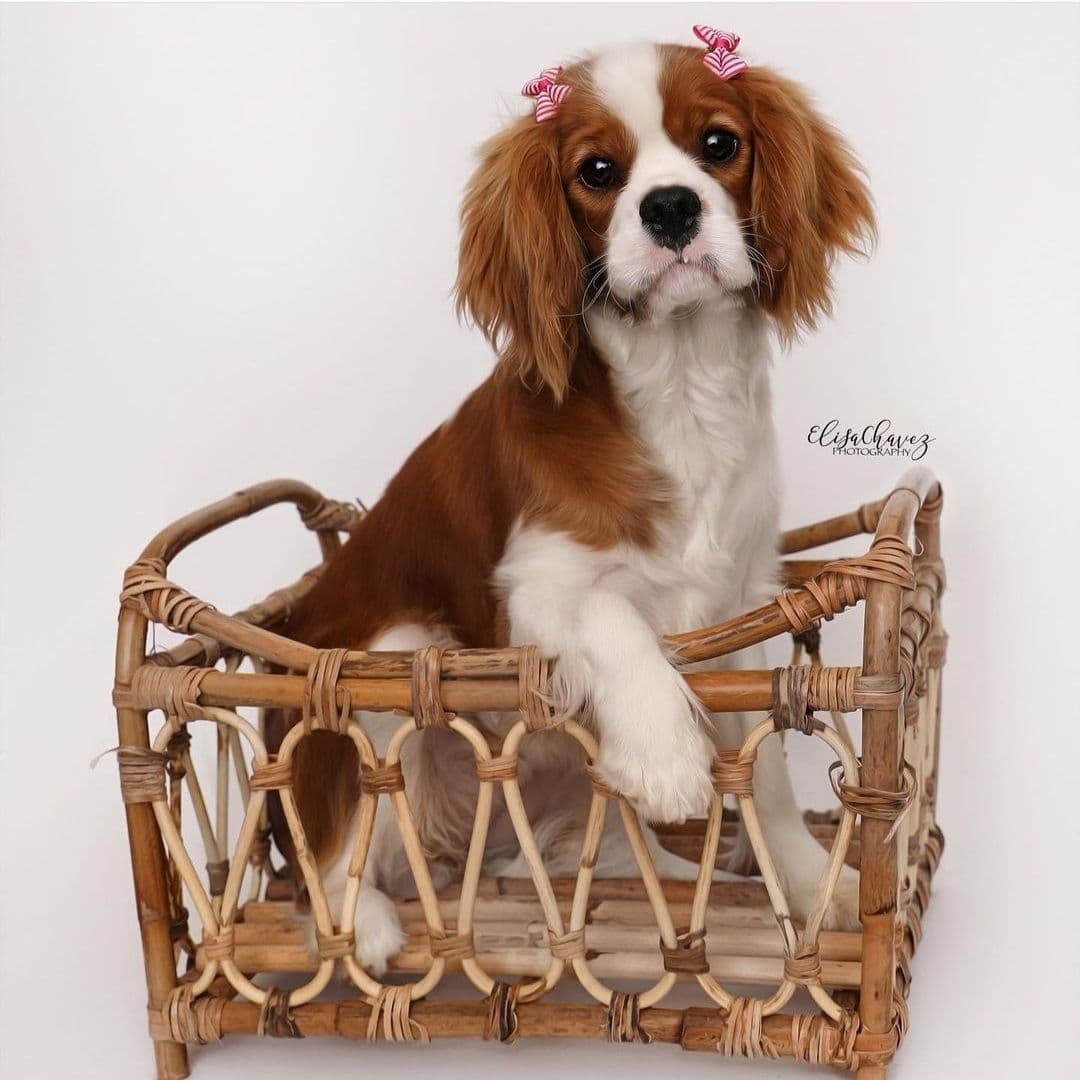 Casa de Cavaliers CKCS puppies breeder image 23