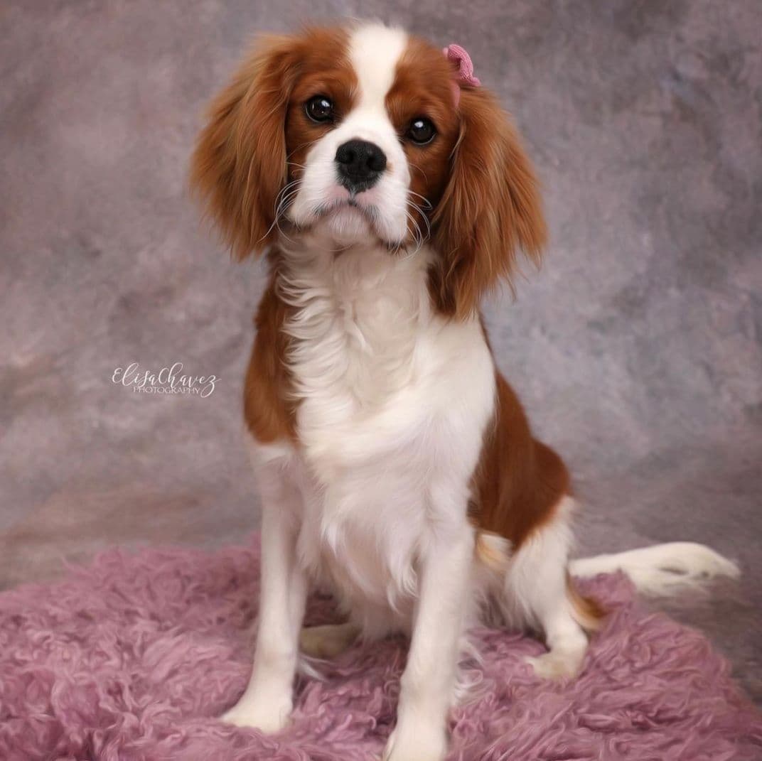 Casa de Cavaliers CKCS puppies breeder image 15