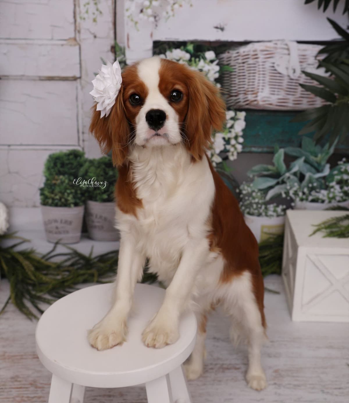 Casa de Cavaliers CKCS puppies breeder image 16