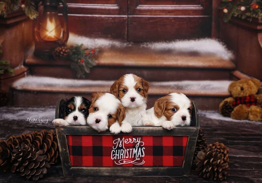 Casa de Cavaliers CKCS puppies breeder image 4