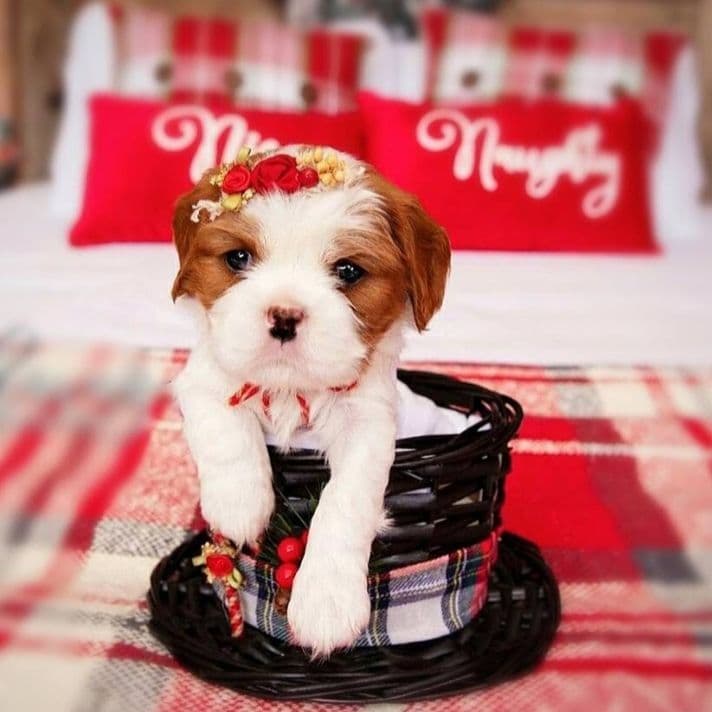 Casa de Cavaliers CKCS puppies breeder image 7