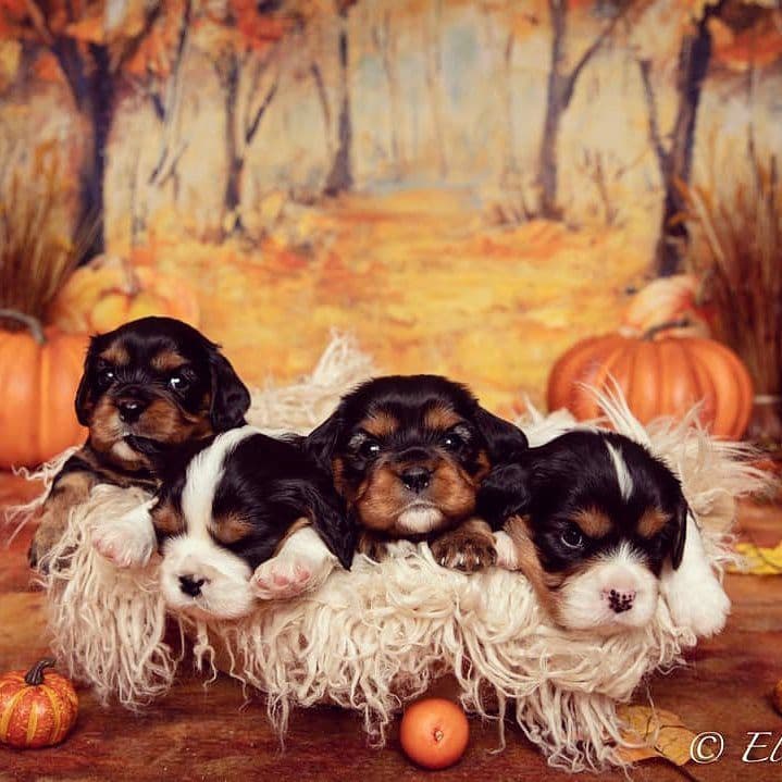 Casa de Cavaliers CKCS puppies breeder image 8