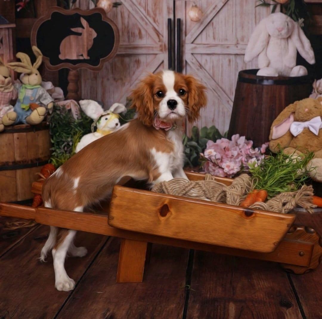 Casa de Cavaliers CKCS puppies breeder image 3