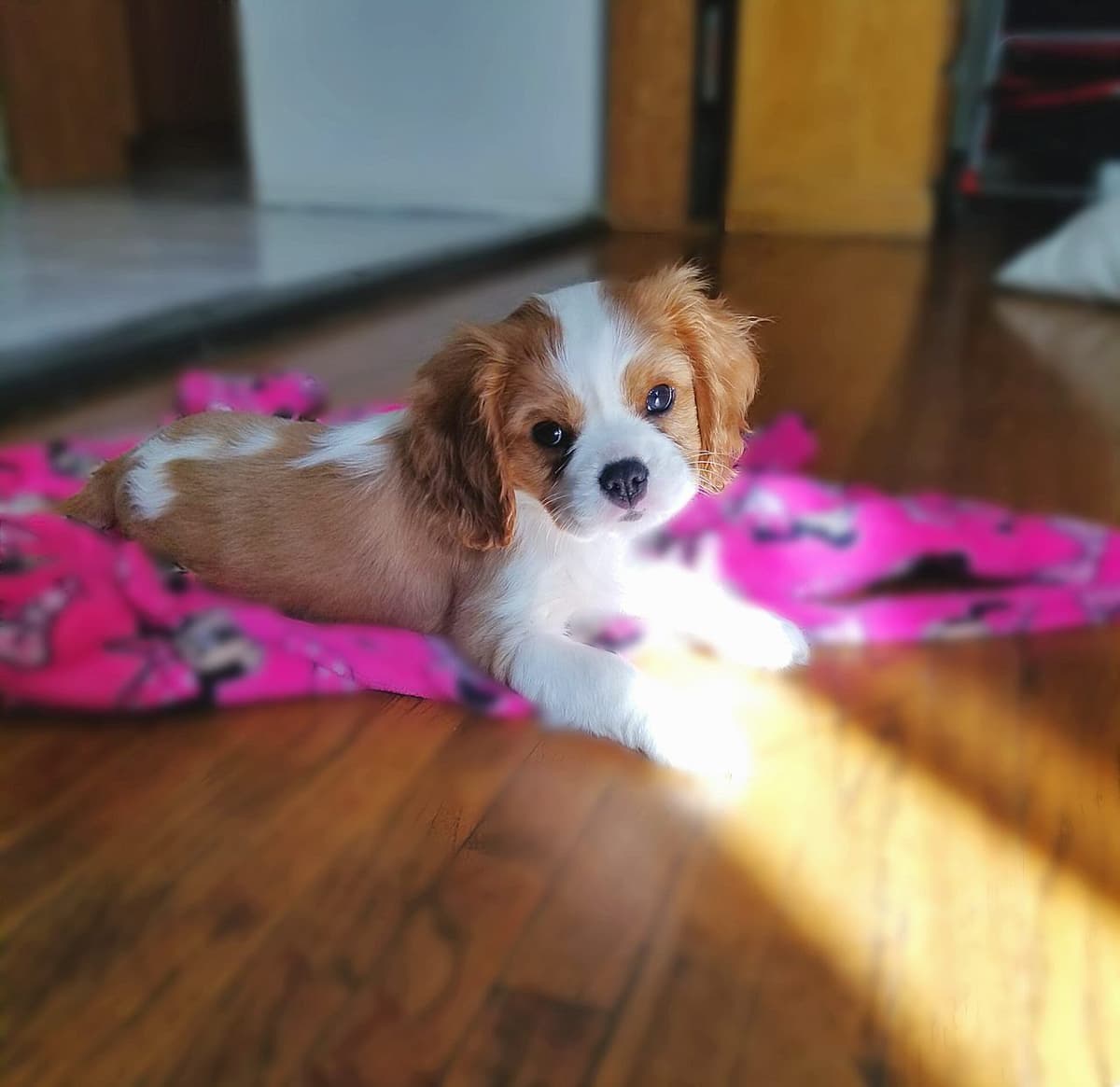 Casa de Cavaliers CKCS puppies breeder image 12