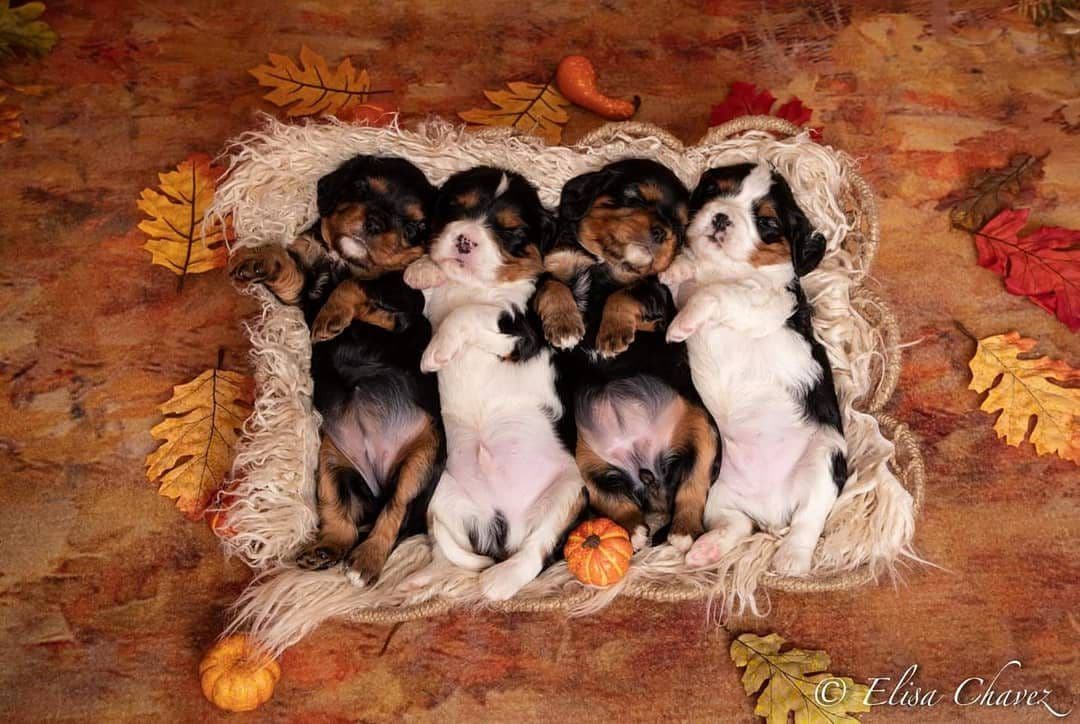 Casa de Cavaliers CKCS puppies breeder image 13