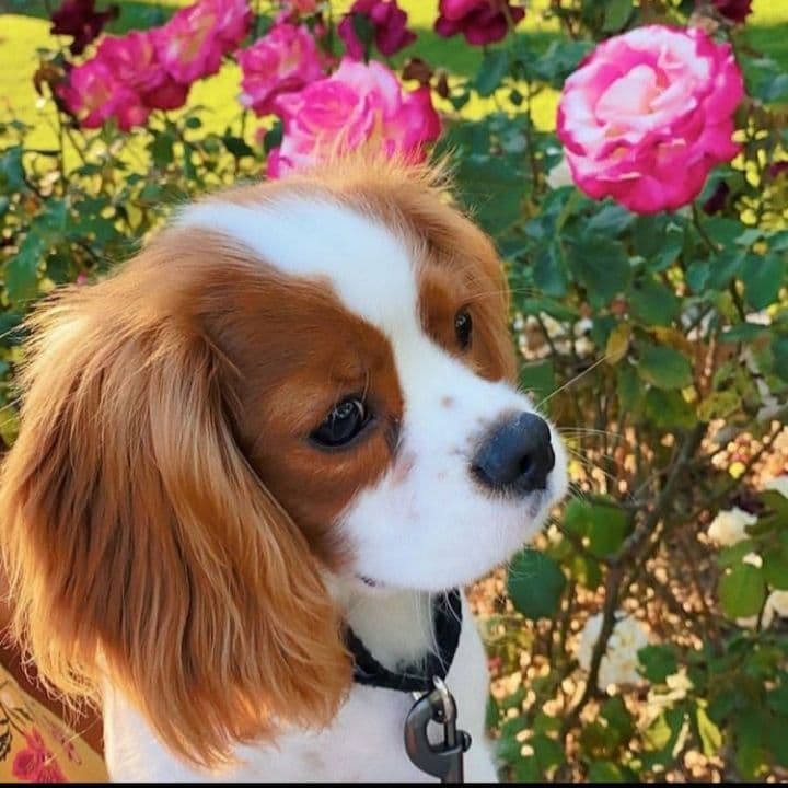 Casa de Cavaliers CKCS puppies breeder image 10
