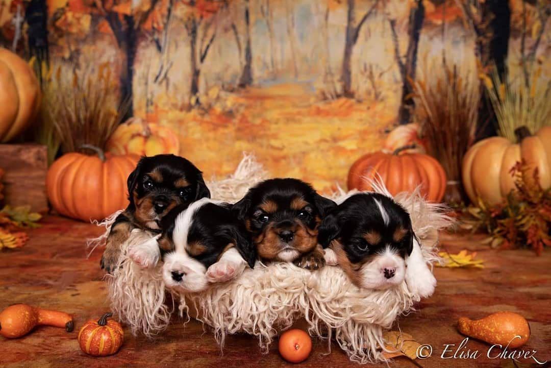 Casa de Cavaliers CKCS puppies breeder image 11