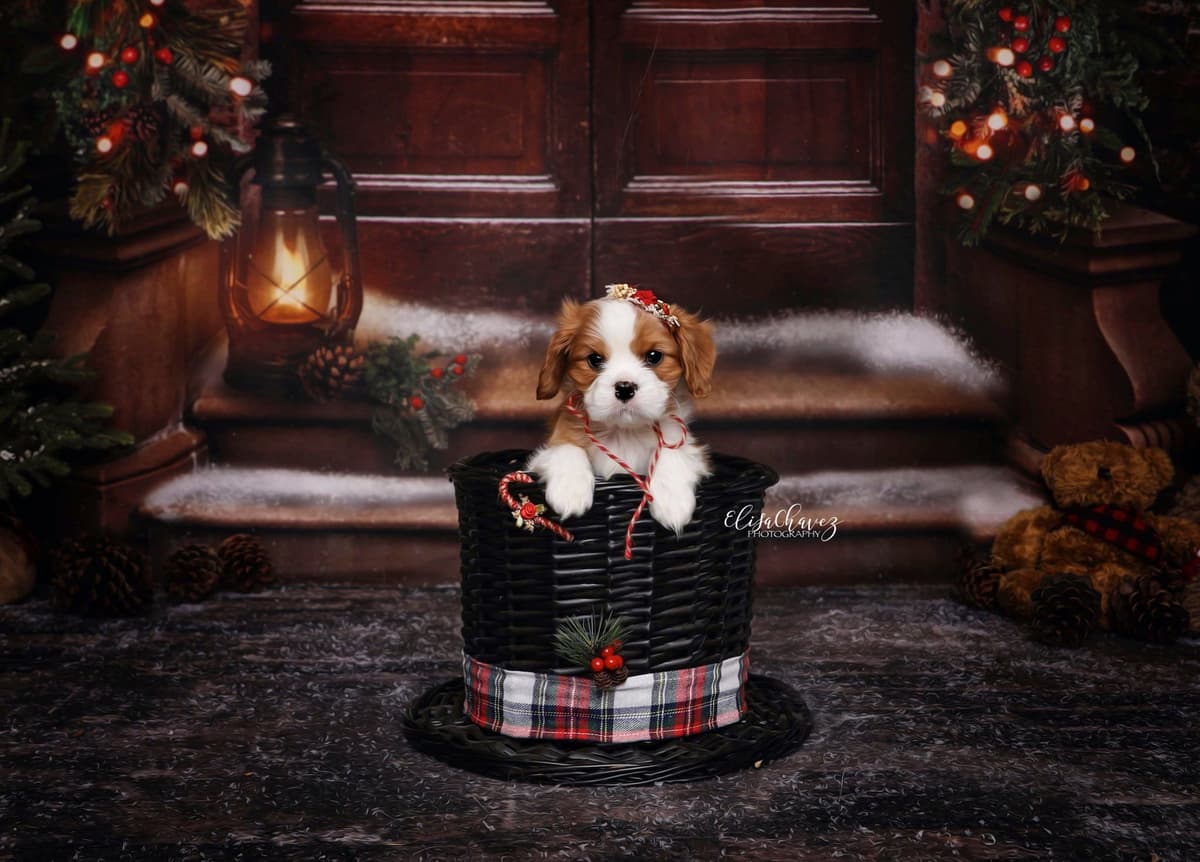 Casa de Cavaliers CKCS puppies breeder image 24