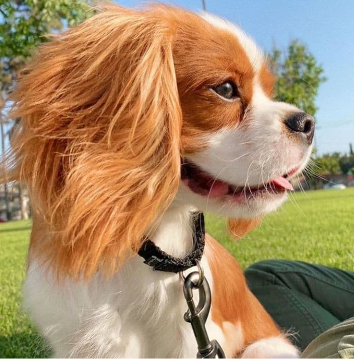 Casa de Cavaliers CKCS puppies breeder image 14