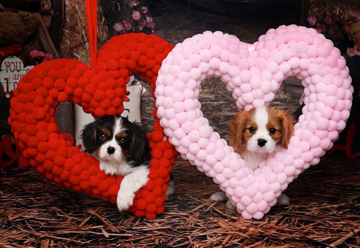 Casa de Cavaliers CKCS puppies breeder image 17