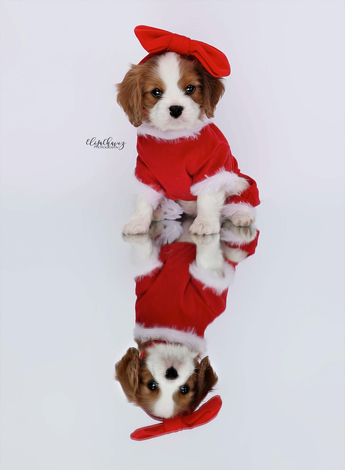 Casa de Cavaliers CKCS puppies breeder image 26