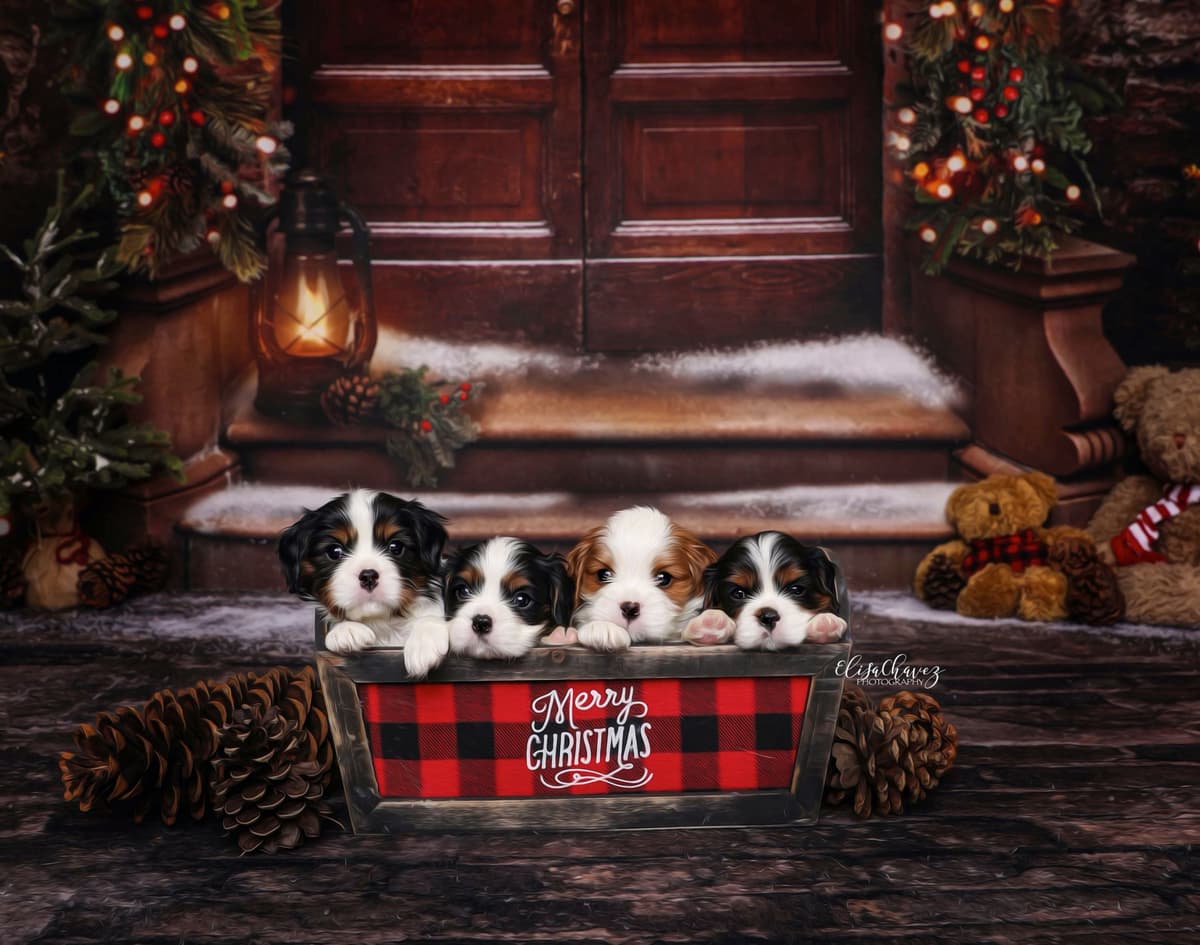 Casa de Cavaliers CKCS puppies breeder image 18