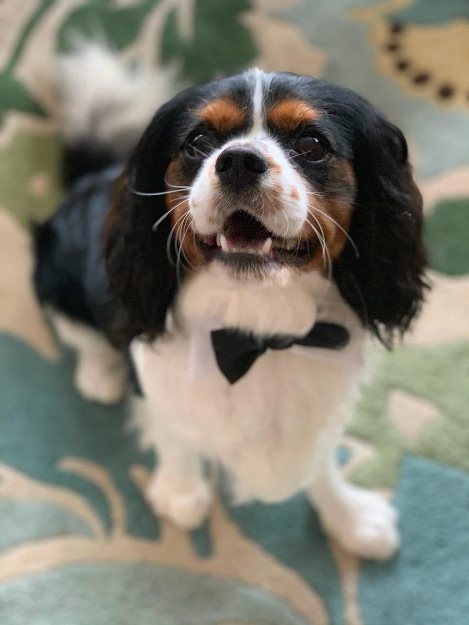 Casa de Cavaliers CKCS puppies breeder image 19