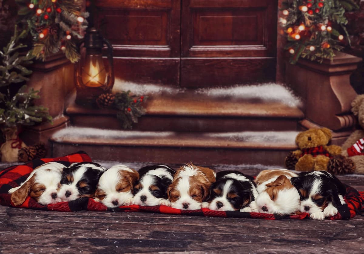 Casa de Cavaliers CKCS puppies breeder image 25
