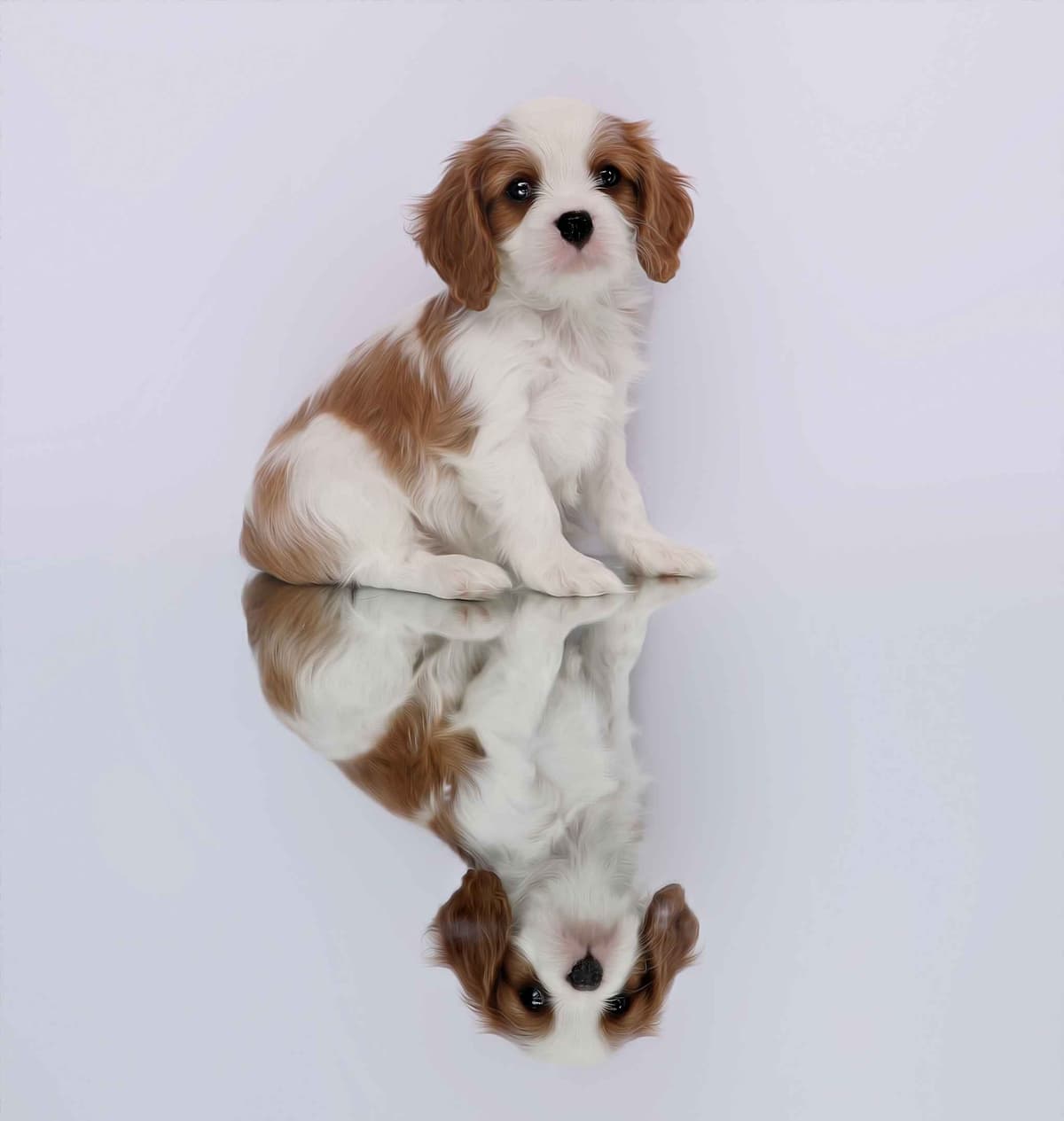Casa de Cavaliers CKCS puppies breeder image 20