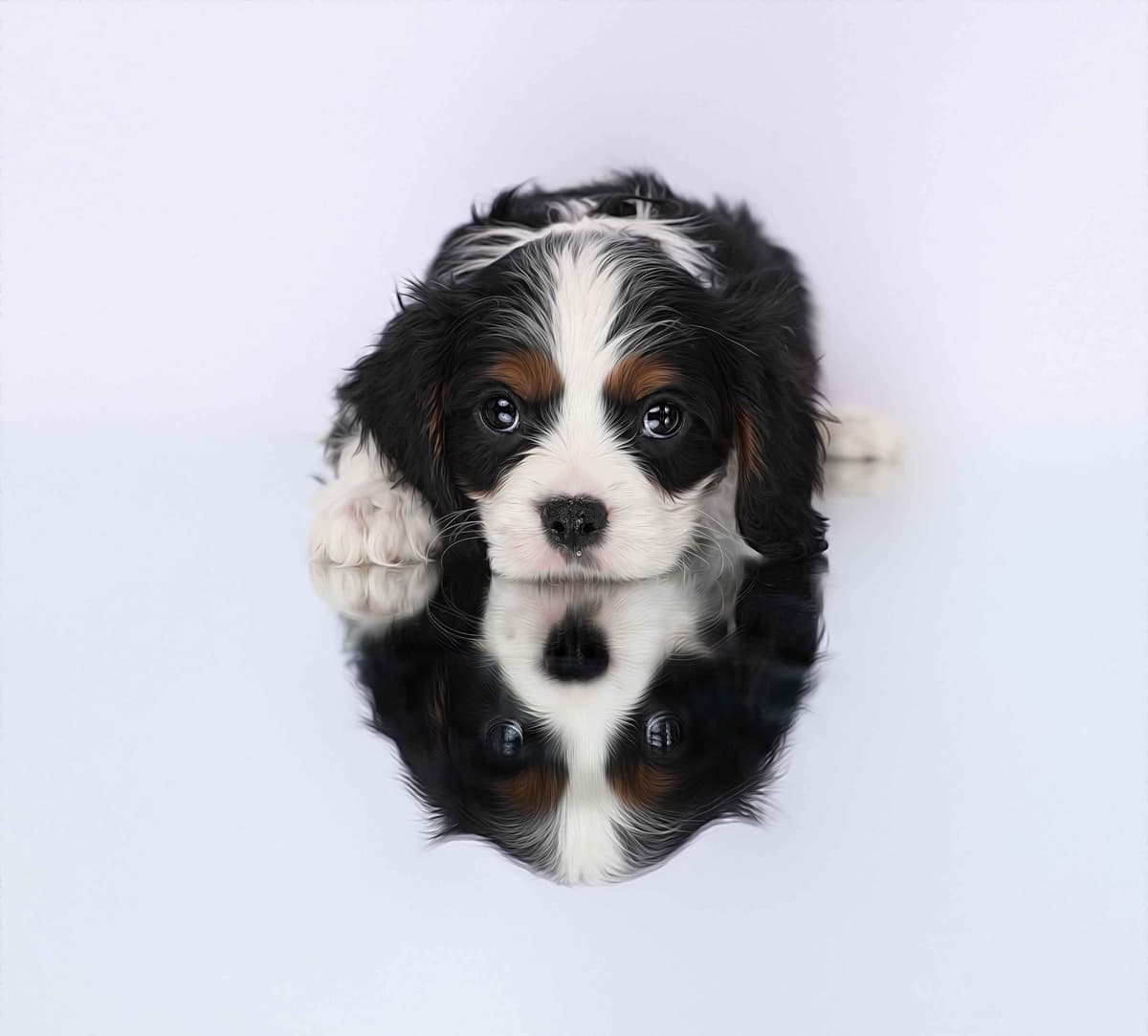 Casa de Cavaliers CKCS puppies breeder image 21