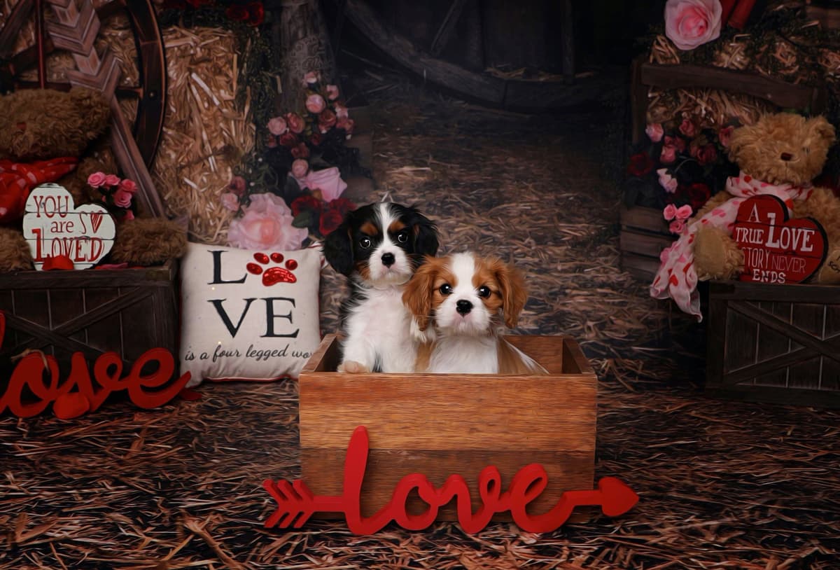 Casa de Cavaliers CKCS puppies breeder image 22