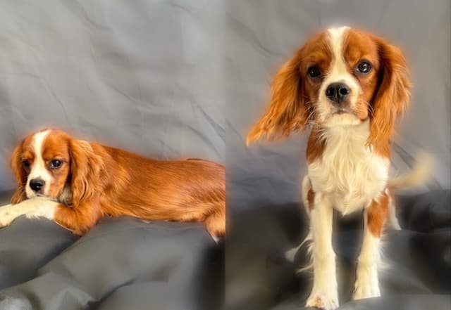 Casa de Cavaliers CKCS puppies media 2