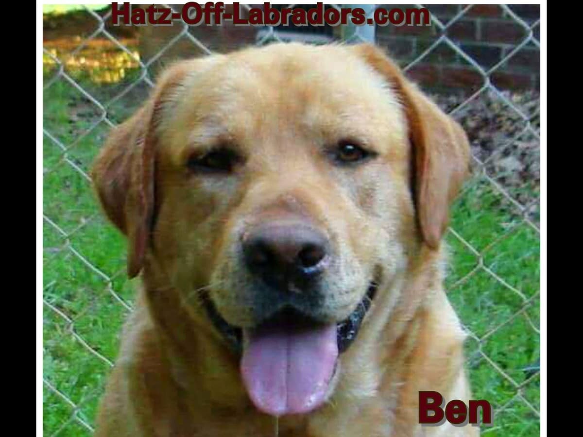AKC Female Silver Labrador Puppy breeder image 1
