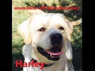 AKC Female Silver Labrador Puppy breeder image 2