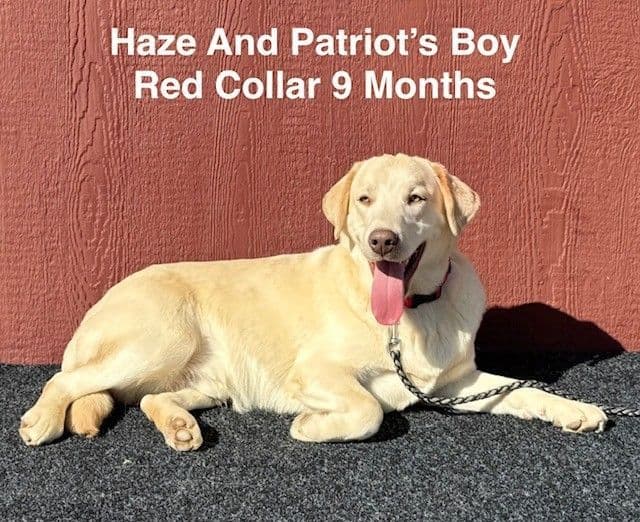Male Yellow Labrador Teen media 3