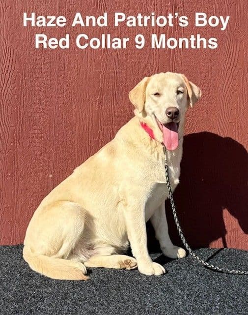 Male Yellow Labrador Teen media 4