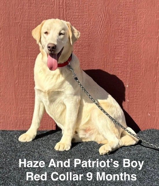 Male Yellow Labrador Teen media 5