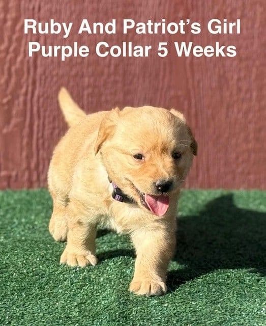 Fox Red AKC Female Labrador Puppy media 2