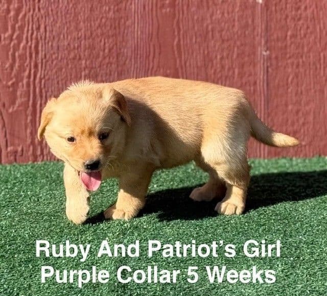 Fox Red AKC Female Labrador Puppy media 4