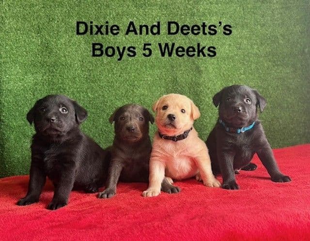 AKC Charcoal Male Labrador Puppy media 2