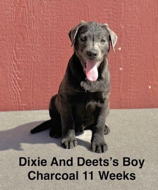 AKC Charcoal Male Labrador Puppy media 3