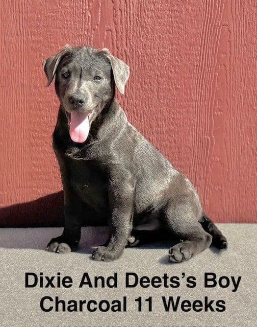 AKC Charcoal Male Labrador Puppy media 4
