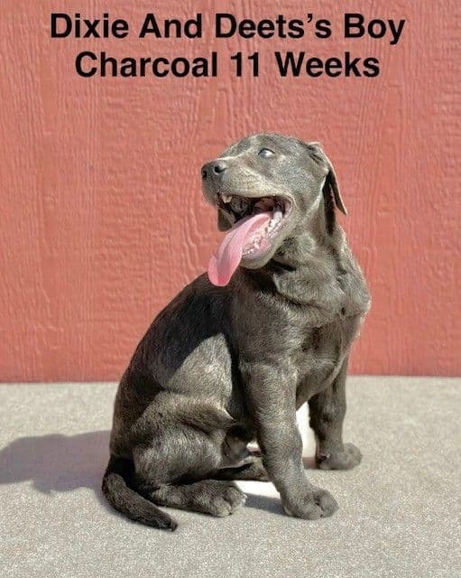 AKC Charcoal Male Labrador Puppy media 5