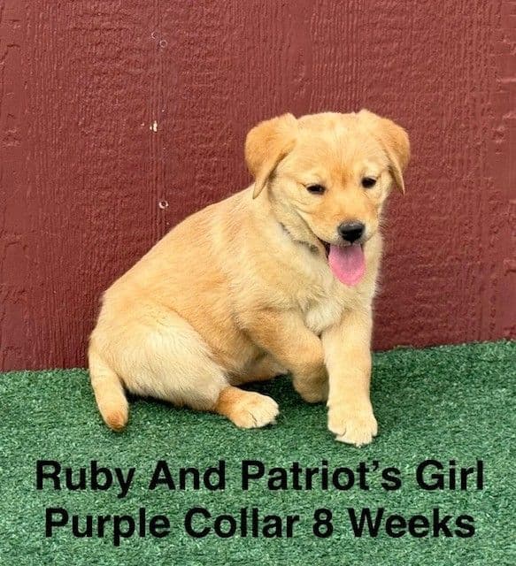 Fox Red AKC Female Labrador Puppy media 5
