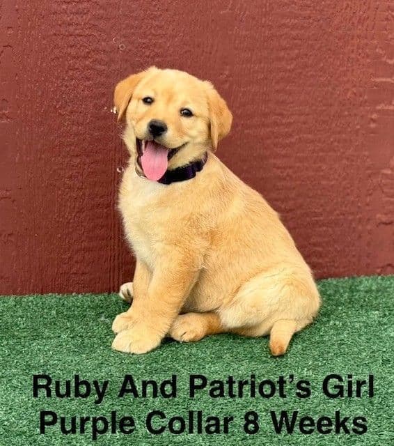 Fox Red AKC Female Labrador Puppy media 6