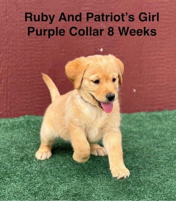Fox Red AKC Female Labrador Puppy media 7